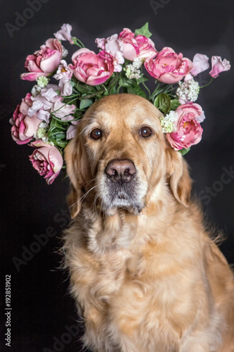 Golden Retriever dog in a flower crown, black background