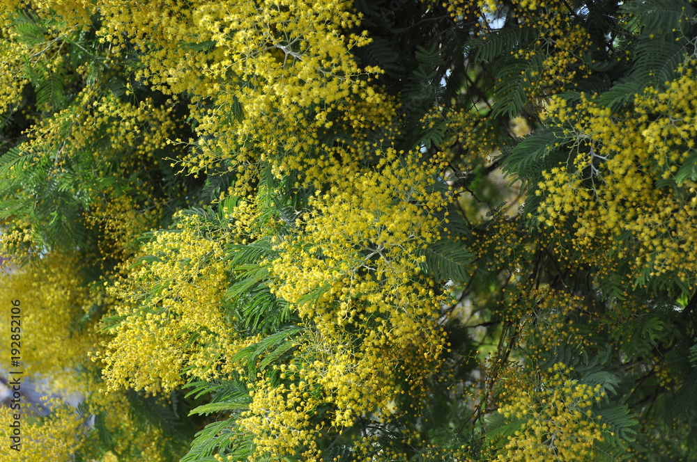 bright blossoming bush of mimosa bright blossoming bush of mimosa