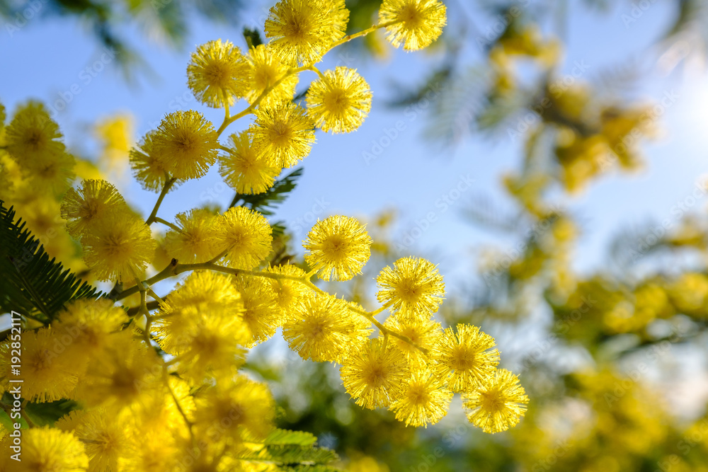 Fleurs de mimosa, macro Fleurs de mimosa, macro