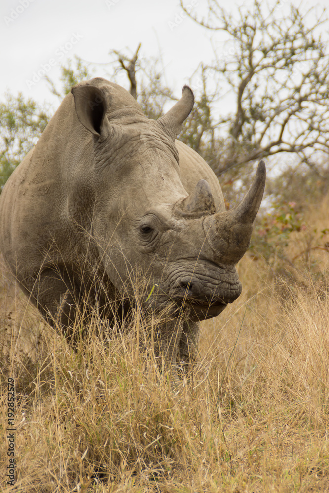 Fototapeta premium gros plan sur un rhinocéros dans la savane africaine