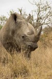 gros plan sur un rhinocéros dans la savane africaine