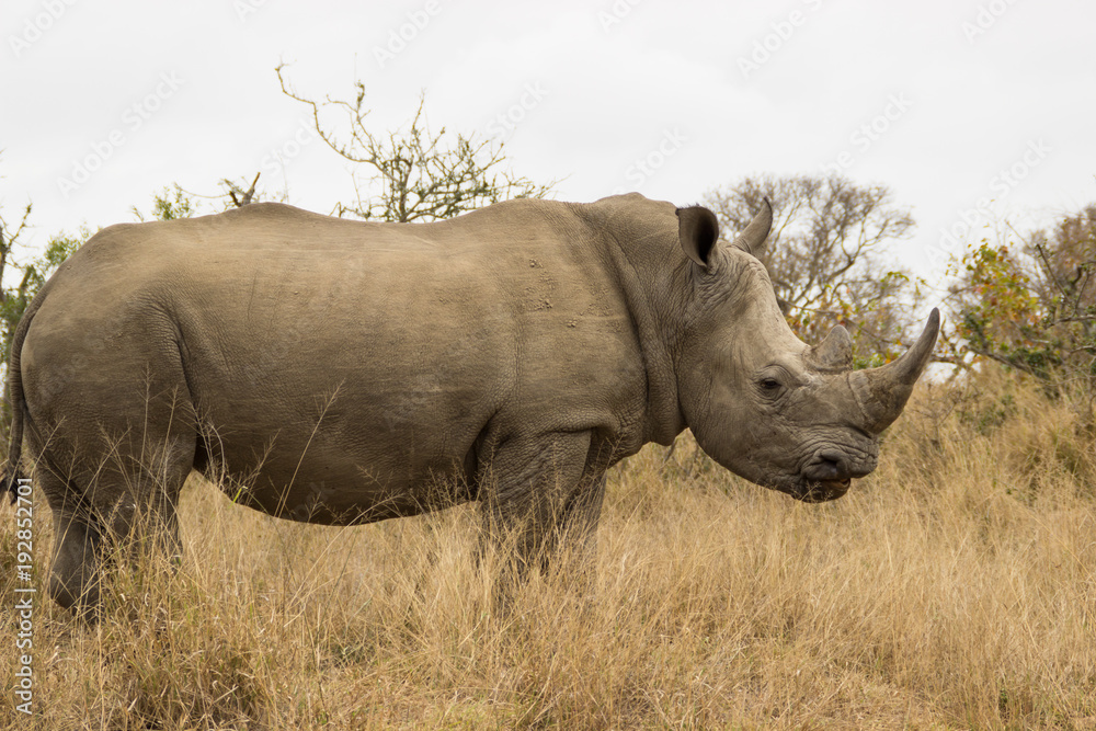 rhinocéros dans la savane africaine rhinocéros dans la savane africaine