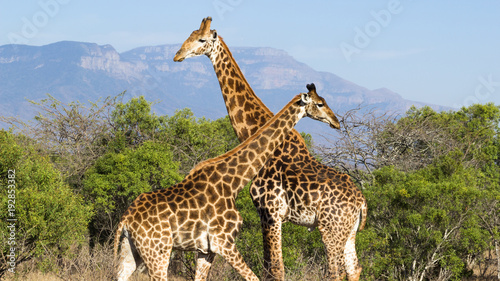 deux girafes se croisent dans la savane