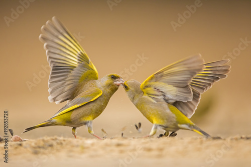 Streitende Grünfinken © wildlifephoto-demmel