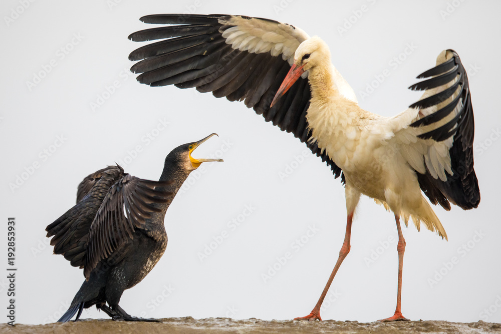 Fototapeta premium Kormoran vs Weißstorch