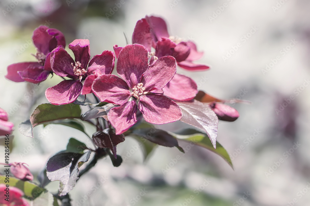 Obraz premium Spring flowering wild apples in the garden. Pollination of flowers of apples. Apple blossoms