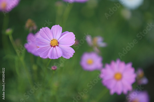 Close Up of Pink Daisy Flower