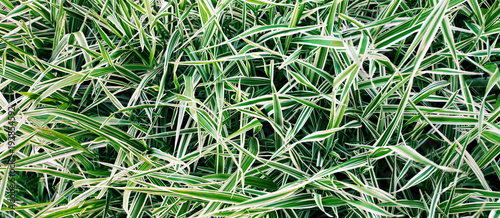The ryegrass. Striped grass. Top view. photo