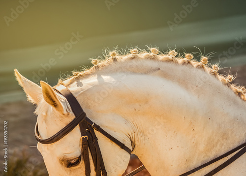 White horse, advanced dressage test on equestrian competition. Equine theme. Saddle, bridle, boots and other details. Horse hair braiding ideas.