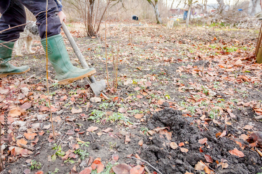 Fototapeta premium Transplanting new scion with roots from parent fruit tree
