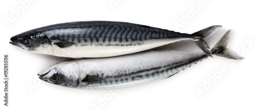 Two mackerel fishes