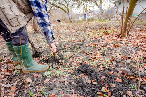 Transplanting new scion with roots from parent fruit tree