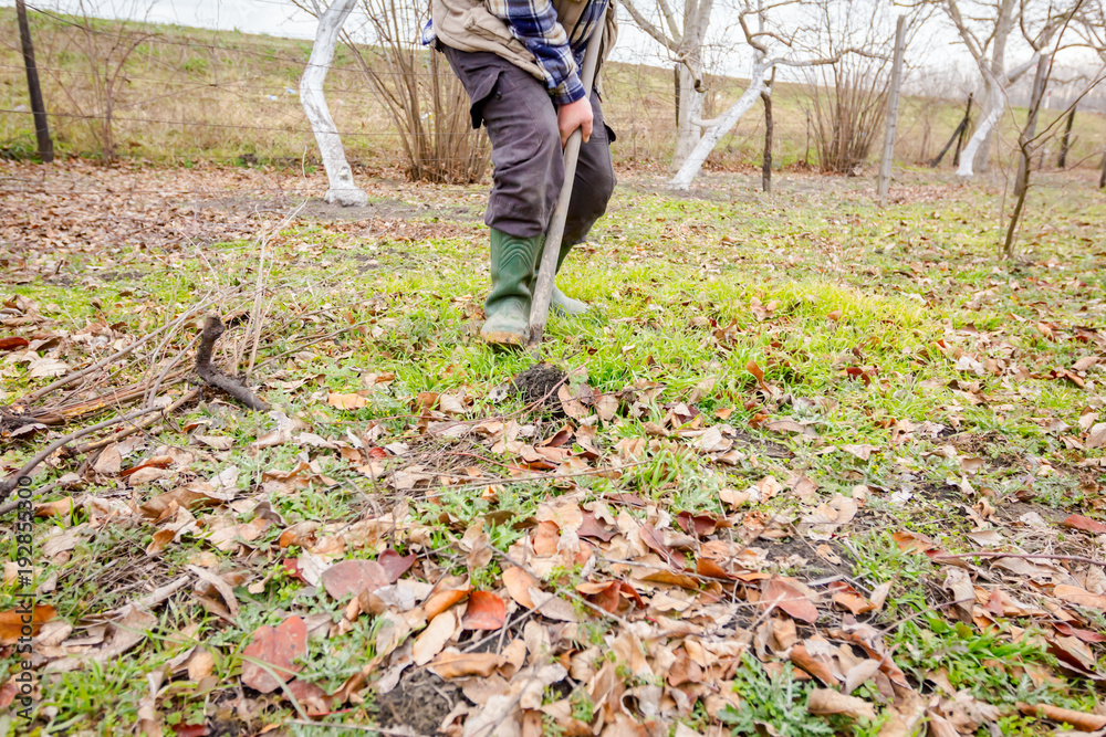 Transplanting new scion with roots, dibble fruit tree Transplanting new scion with roots, dibble fruit tree