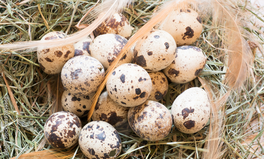 hay nest with quail eggs and feathers hay nest with quail eggs and feathers
