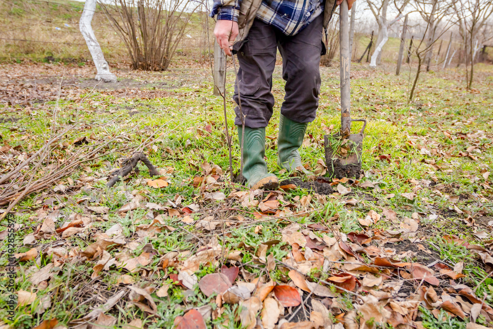 Transplanting new scion with roots, dibble fruit tree Transplanting new scion with roots, dibble fruit tree