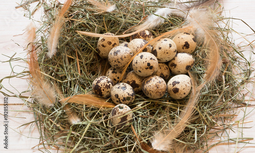 quail eggs in a hay nest