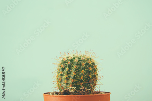 Image of cactus in a pot infront of wooden blue background.