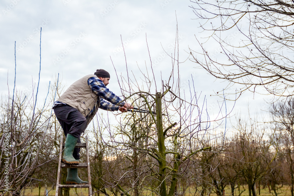 Fototapeta premium Farmer is pruning branches of fruit trees in orchard using long loppers on ladders