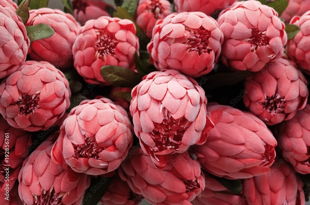 Fototapeta premium Background of Red Artificial Protea Aristata Flowers