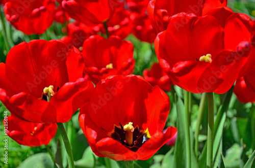 Beautiful Red tulip flowers background. Purple Tulips in a sunny garden 