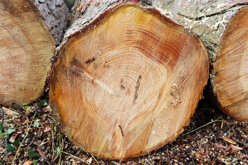 Wooden Log Segment Texture