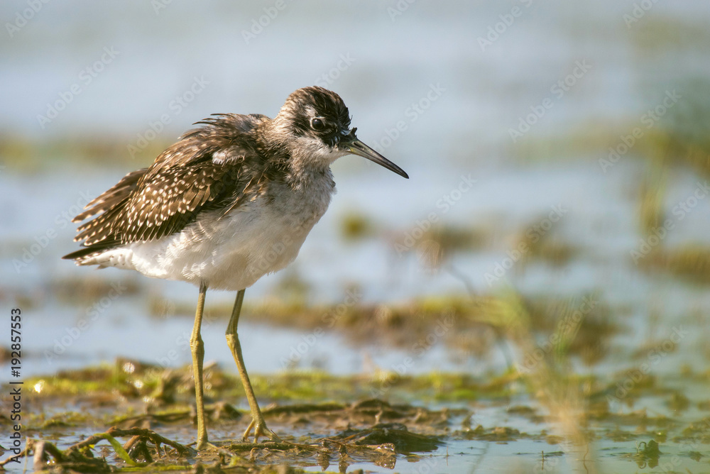 Greenshank (Tringa nebularia) on water shore Greenshank (Tringa nebularia) on water shore