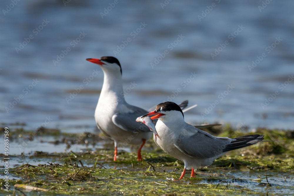 Two common tern with prey in natural habitat (sterna hirundo) Two common tern with prey in natural habitat (sterna hirundo)