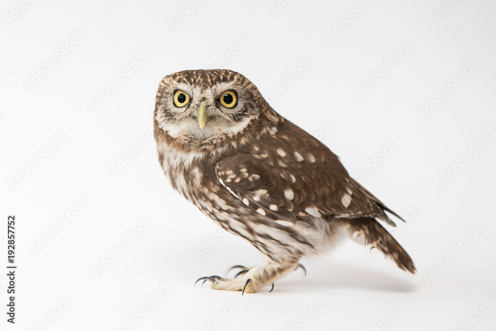 Little Owl (Athene noctua) standing in front of a white background Little Owl (Athene noctua) standing in front of a white background