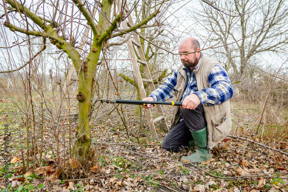 Fototapeta premium Gardener is cutting branches, pruning fruit trees with long shears in the orchard