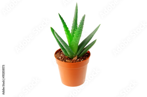 Aloe plant in a pot
