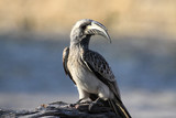 afrykański szary ptak dzioborożec toko nosaty siedzący na konarze