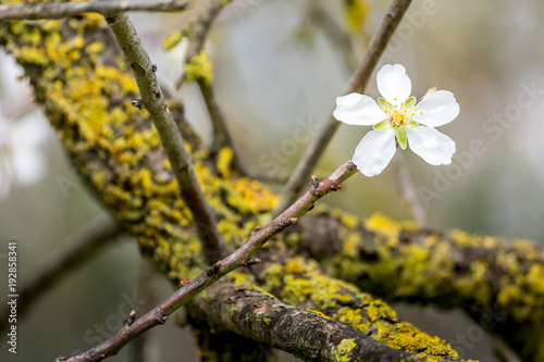 Horizontal View of Close Up of Flowered Almond Branch On Blur Background