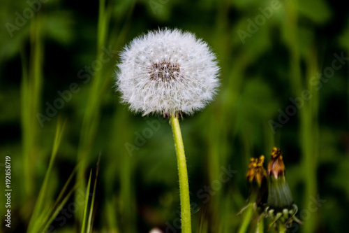 Pusteblume