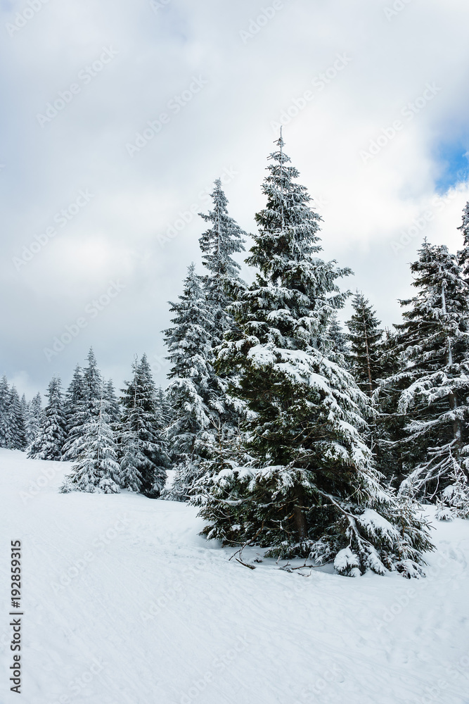 Winter im Riesengebirge bei Janske Lazne, Tschechien