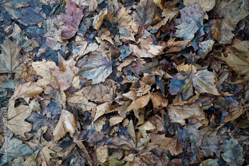 Dirty autumn leaves. natural background for web site or mobile devices