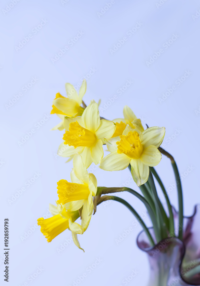 Beautiful bouquet of spring yellow narcisus flowers in a glass vase. Beautiful bouquet of spring yellow narcisus flowers in a glass vase.