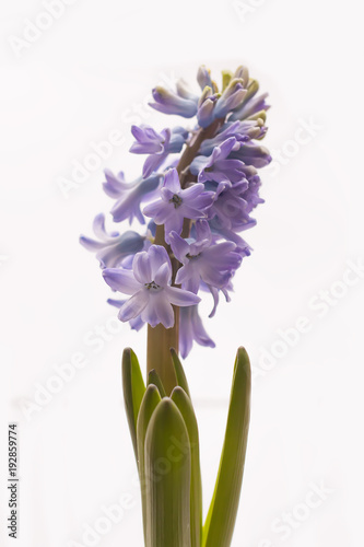 Violet hyacinth blooming flowers in pot