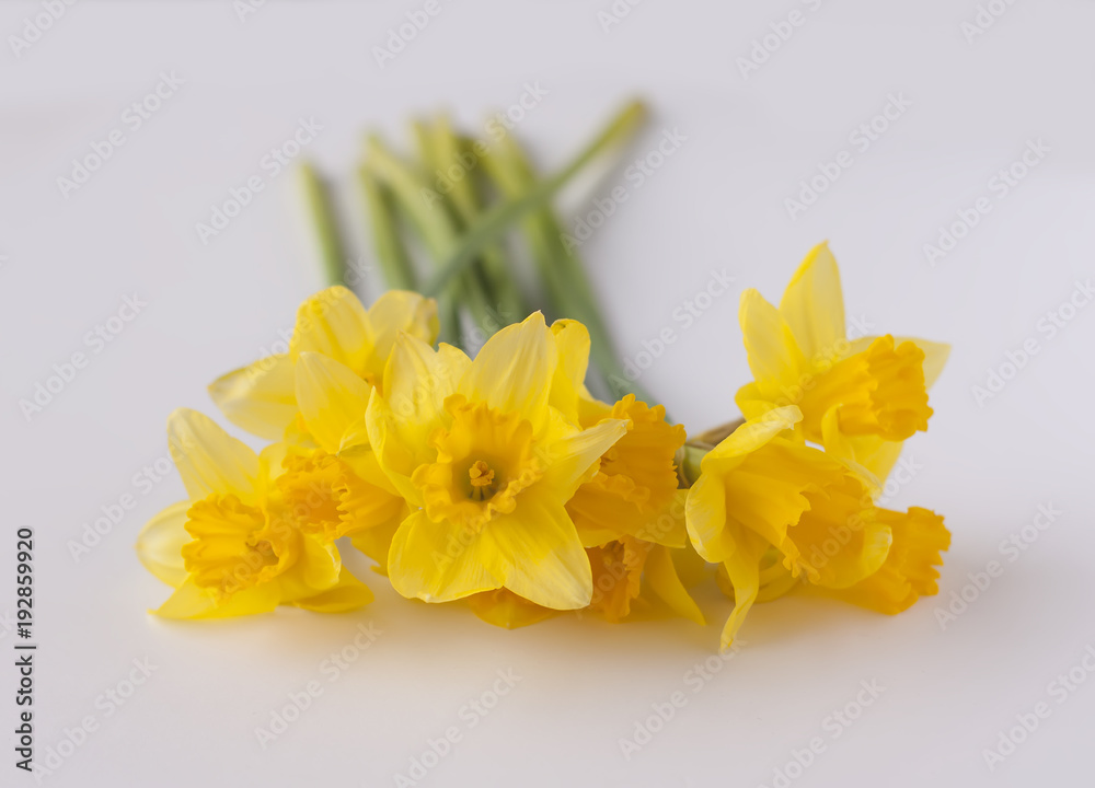 Yellow narcissus flowers