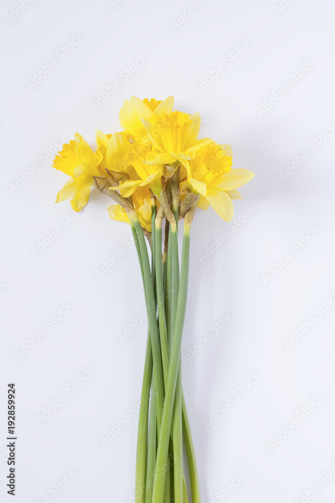 Yellow narcissus flowers