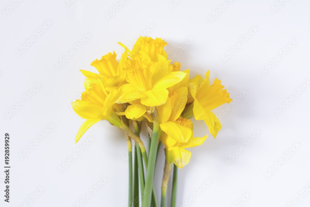 Yellow narcissus flowers Yellow narcissus flowers