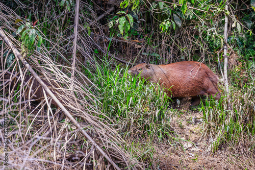 Capybara in the jungle of Surinam   © Rene