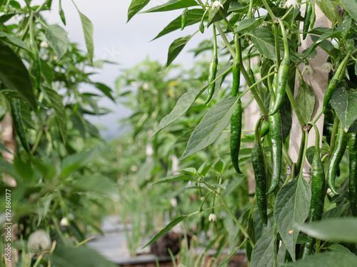 Green chili pepper in the vegetable garden. Ripe pods of green chili pepper on bush in garden.