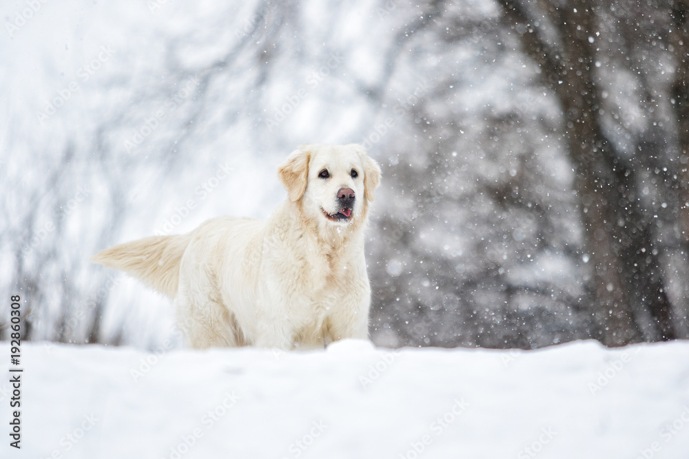 golden retriever dog in winter park