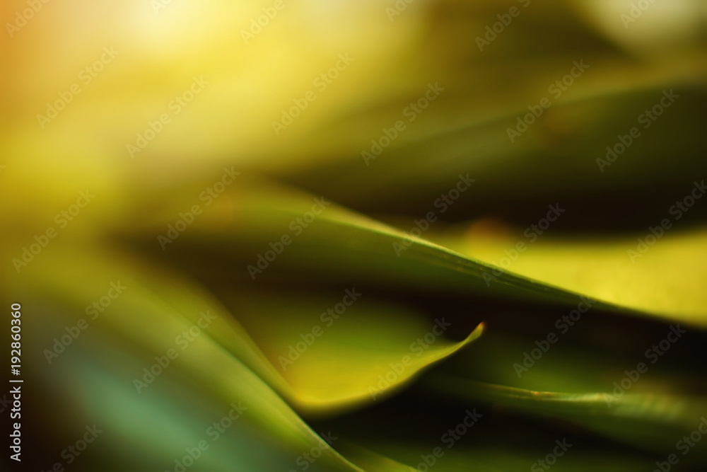 Closeup of fresh leaves on green nature background. Selective focus. Shallow depth of field. Soft focus. Closeup of fresh leaves on green nature background. Selective focus. Shallow depth of field. Soft focus.