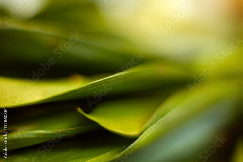 Closeup of fresh leaves on green nature background. Selective focus. Shallow depth of field. Soft focus.
