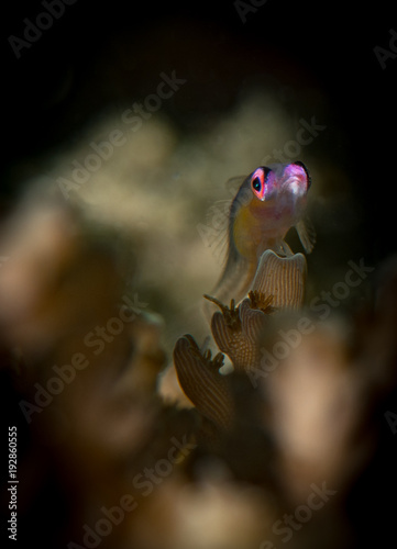 Redeye hovering goby (Bryaninops natans) on the Mini Log dive site, Anilao, Philippines photo