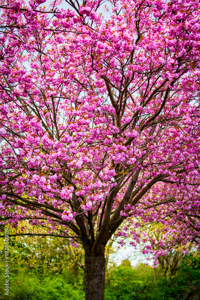 Blühende pinke Kirschbäume Endlich Frühling Blühende pinke Kirschbäume Endlich Frühling