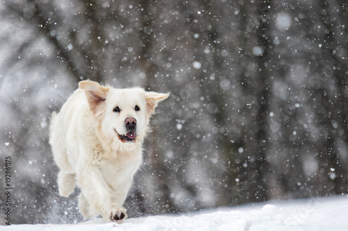 golden retriever dog running in the snow