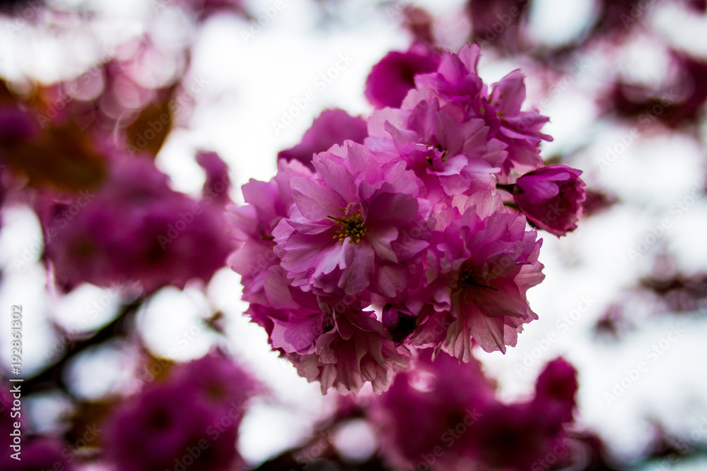 Blühende pinke Kirschbaum Blüten Endlich Frühling