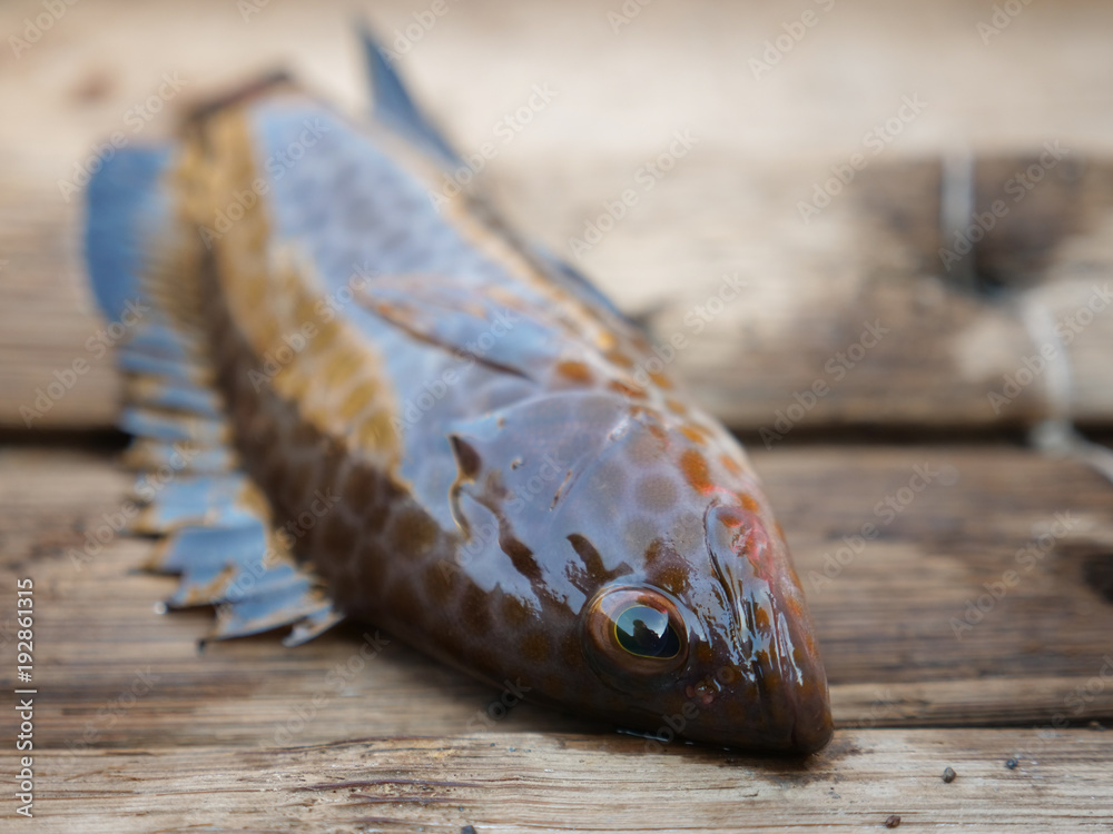 Fototapeta premium Freshly caught sea fish in a wooden boat.